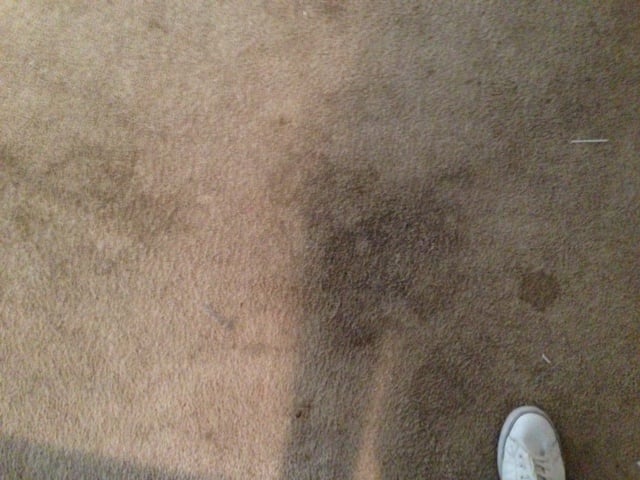 Pet Stains Crazy Kids Dropping Everything Under The Sun Yelp 113 Photos For Los Angeles Carpet Cleaning Experts