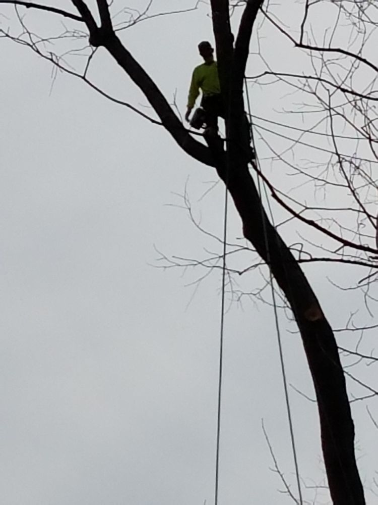 Woody's Tree Service