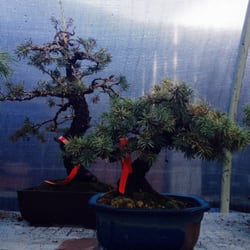 Colorado Bonsai Nurseries Gardening 12355 W 34th Pl Denver Photo Of Colorado Bonsai Denver Co United States Black Pine And Rocky