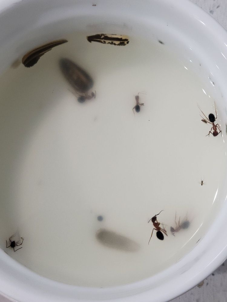 Mission Pest Solutions