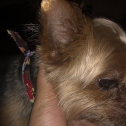 Dog N Cat House 11 Reviews Pet Groomers 91 16 101st Ave Photo Of Dog N Cat House Queens Ny United States The