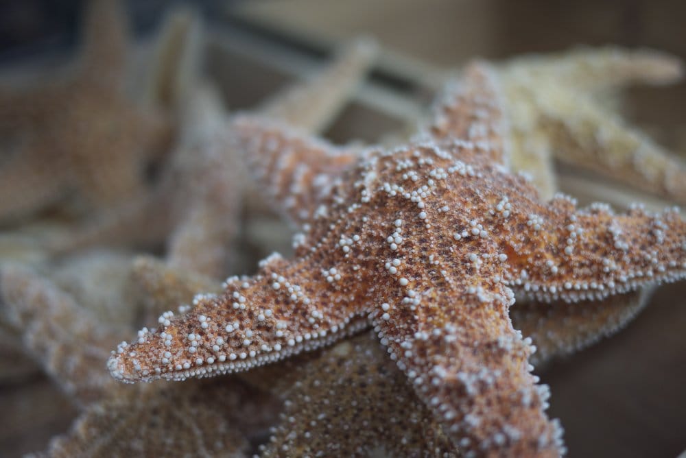 Forbes Candy & Gift Shop