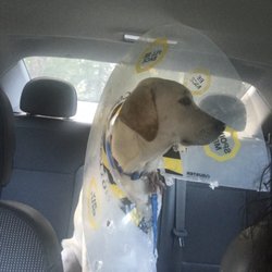 white lake animal hospital