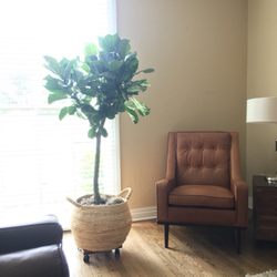 Sunshine Miniature Trees 28 Photos 43 Reviews Nurseries Photo Of Sunshine Miniature Trees Dallas Tx United States Fig Tree