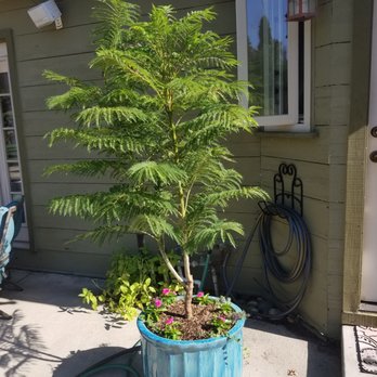 Westurf Nursery 21 Photos 32 Reviews Nurseries Gardening Photo Of Westurf Nursery Modesto Ca United States