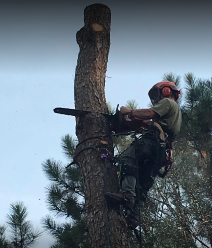 Just In Time Tree Care