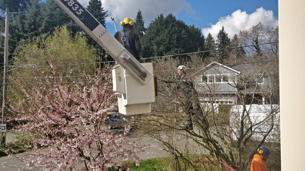 Blooma Tree Experts
