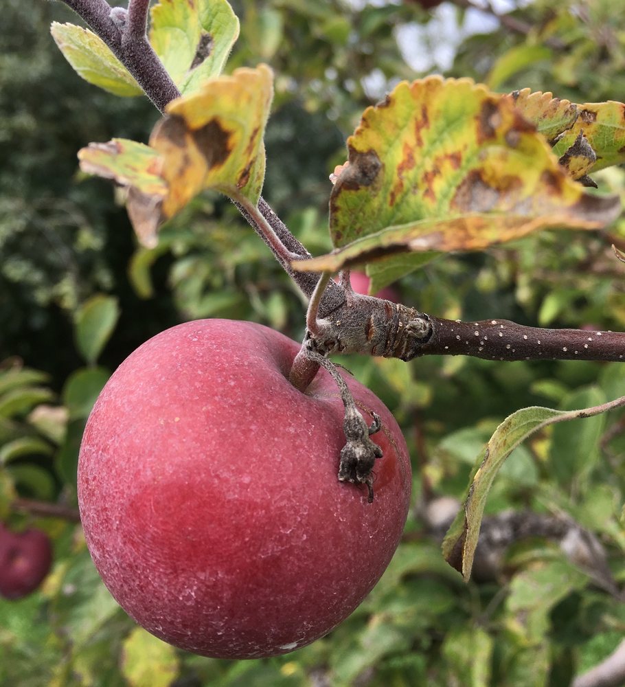 Blue Jay Orchards