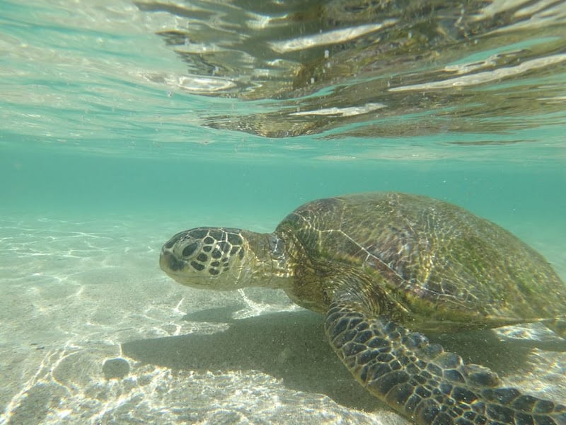 Sea Turtles That Reside At Lanikuhonua Paradise Cove Beach Short Photo Of Ko Olina Villa Als Kapolei Hi United States Sea Turtles