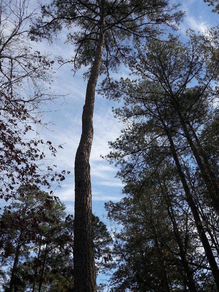 Green Works Lawn&Tree Service