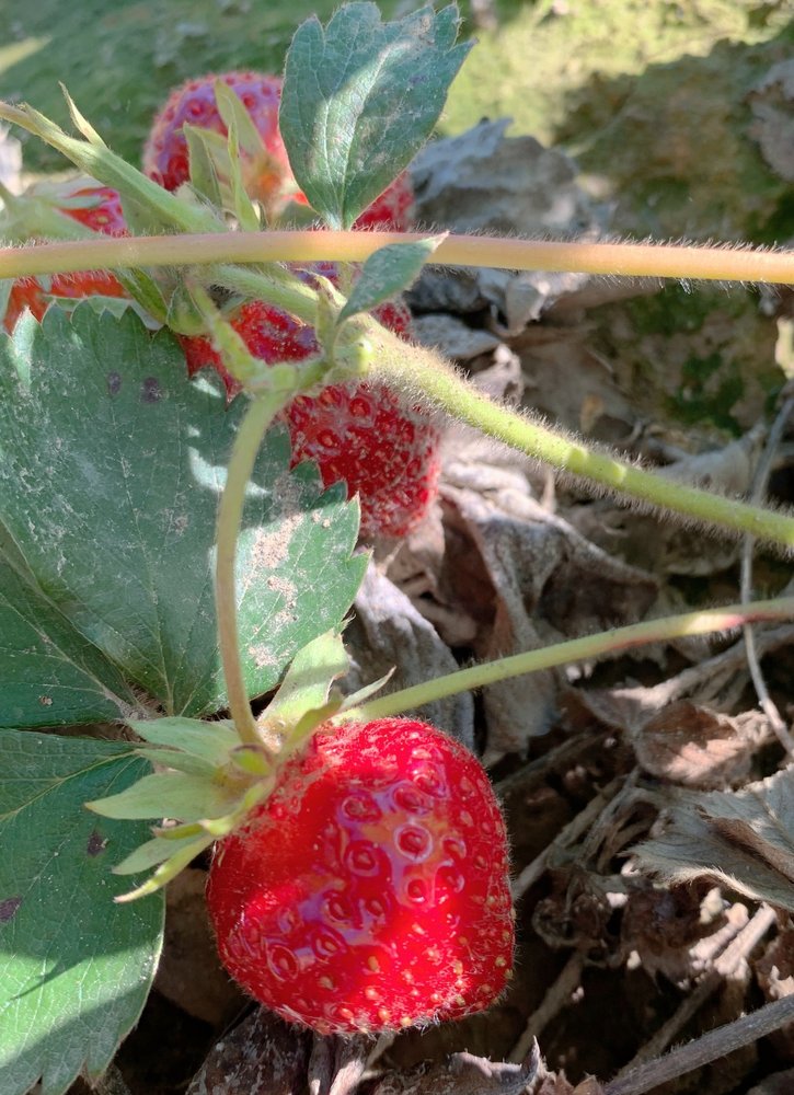 Duris Strawberry Farm