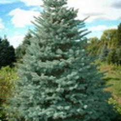 Olsommers Xmas Tree Farm 10 Photos Christmas Trees 321