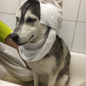 scrubby puppy scrubby puppy pet wash salon 88 photos 187 reviews pet groomers 1125 e 16th scrubby puppy scrubby puppy pet wash salon 88 photos 187 reviews pet groomers 1125 e 16th