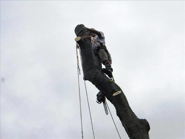 Tree Solutions