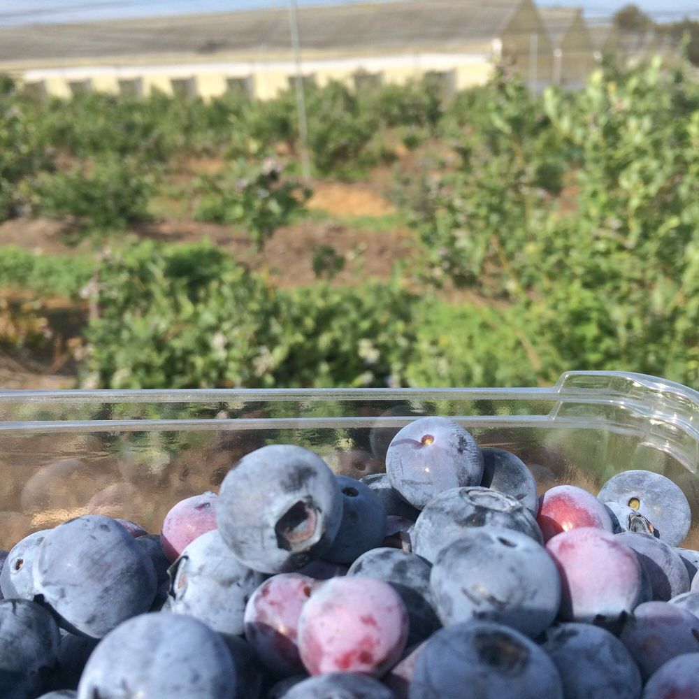 Underwood Farm Market 175 Photos & 57 Reviews Fruits & Veggies