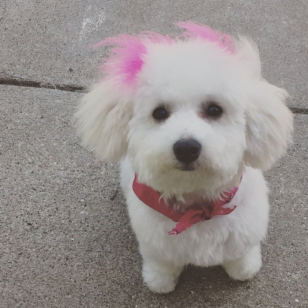 The dogSpaw 10 Photos Pet Groomers Arlington, TX Reviews Yelp