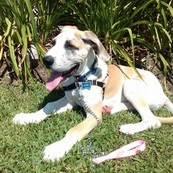 Dog Training Purcellville Va Dog Training Purcellville Va