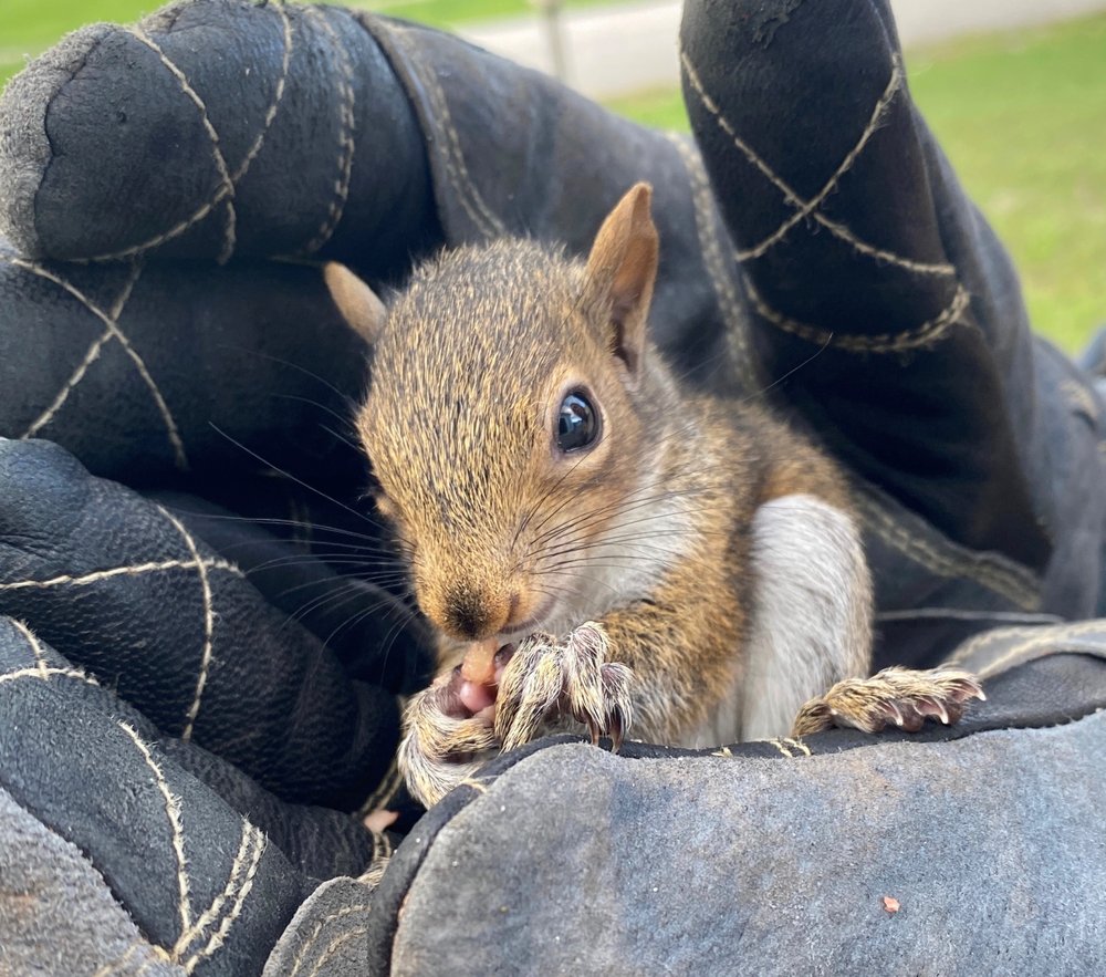 Trutech Wildlife Service