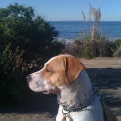 Marina Hills Animal Hospital photo