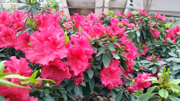 Sakioka Whole Nursery Inc 15761 Newland St Westminster Ca Sakioka Whole Nursery Inc 15761 Newland St Westminster Ca Nurseries Mapquest