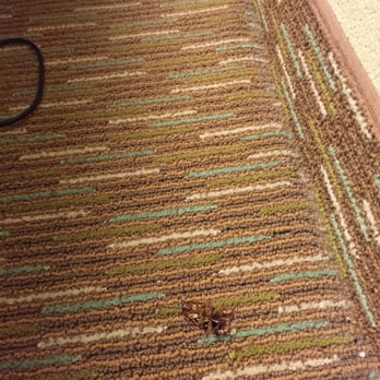 photo of hilton garden inn gainesville gainesville ga united states dead cockroach - Hilton Garden Inn Gainesville Ga photo of hilton garden inn gainesville gainesville ga united states dead cockroach - Hilton Garden Inn Gainesville Ga