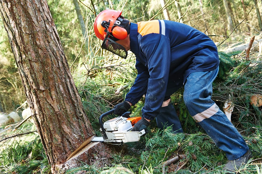 Harrisburg Tree Service