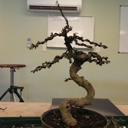 Wigert S Bonsai 10 Photos Nurseries Gardening 2930 South Rd Photo Of Wigert S Bonsai North Fort Myers Fl United States My Plant
