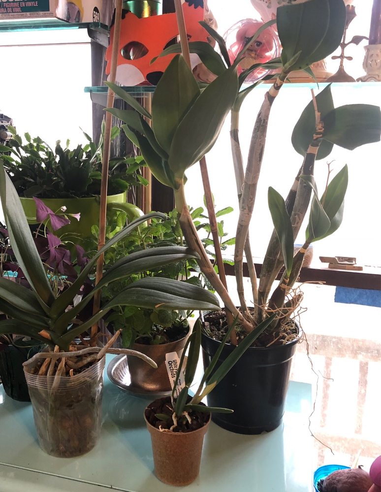 White Plains Orchids