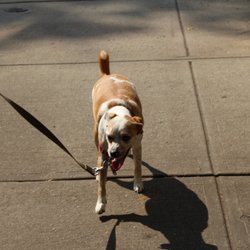 dog walker jersey city dog walker jersey city