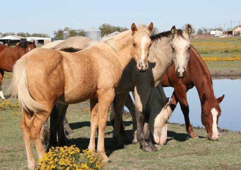 Tate Farms 16 Photos Horse Boarding 13502 South Farm To Market