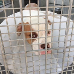 los angeles animal services west la shelter 88 photos 168