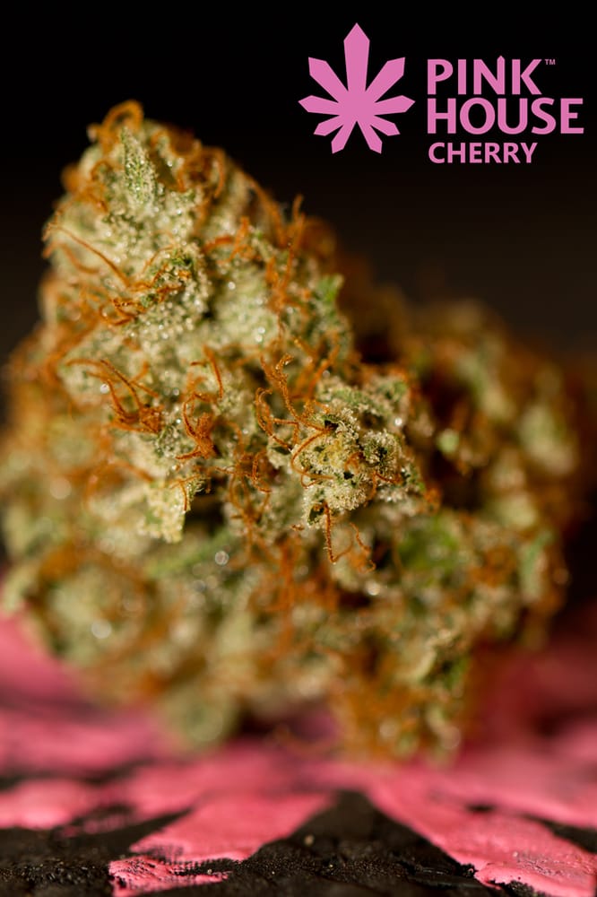Yoda Og Grown Locally By Pink House Blooms Yelp Photo Of Pink House Cherry Denver Co United States Yoda Og Grown