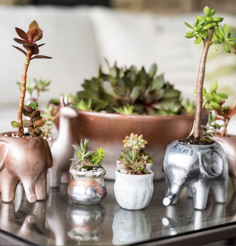 The Ground Coffee, Plants & Gifts