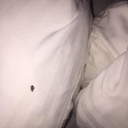 Best Western Radford Inn 35 Photos 28 Reviews Hotels 1501 Photo Of Best Western Radford Inn Va United States Bed Bug