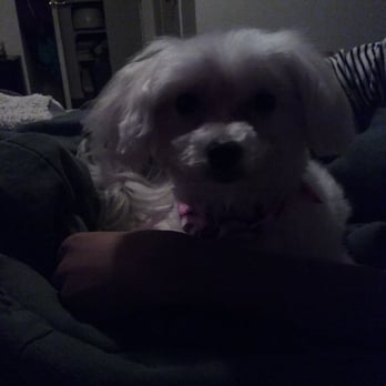 grooming places pet spa pet groomers 307 s michigan ave kenilworth nj united states phone grooming places pet spa pet groomers 307 s michigan ave kenilworth nj united states phone