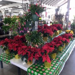 Summerwinds Nursery Country Club 26 Photos 28 Reviews Photo Of Summerwinds Nursery Country Club Mesa Az United States Poinsettia