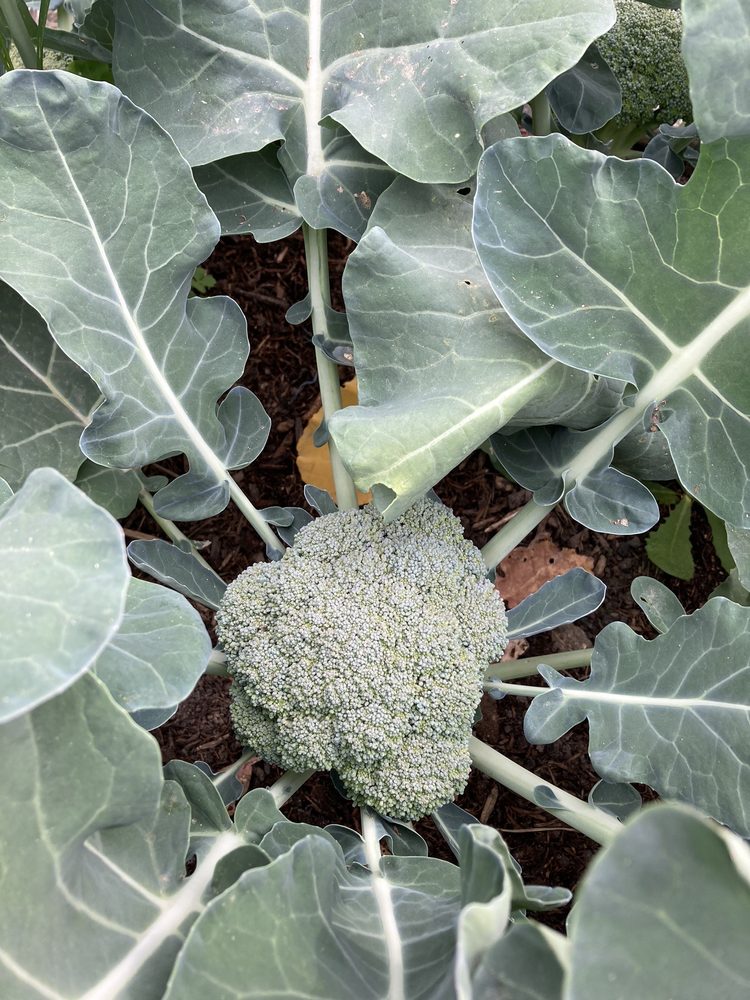 Rohrer Seeds