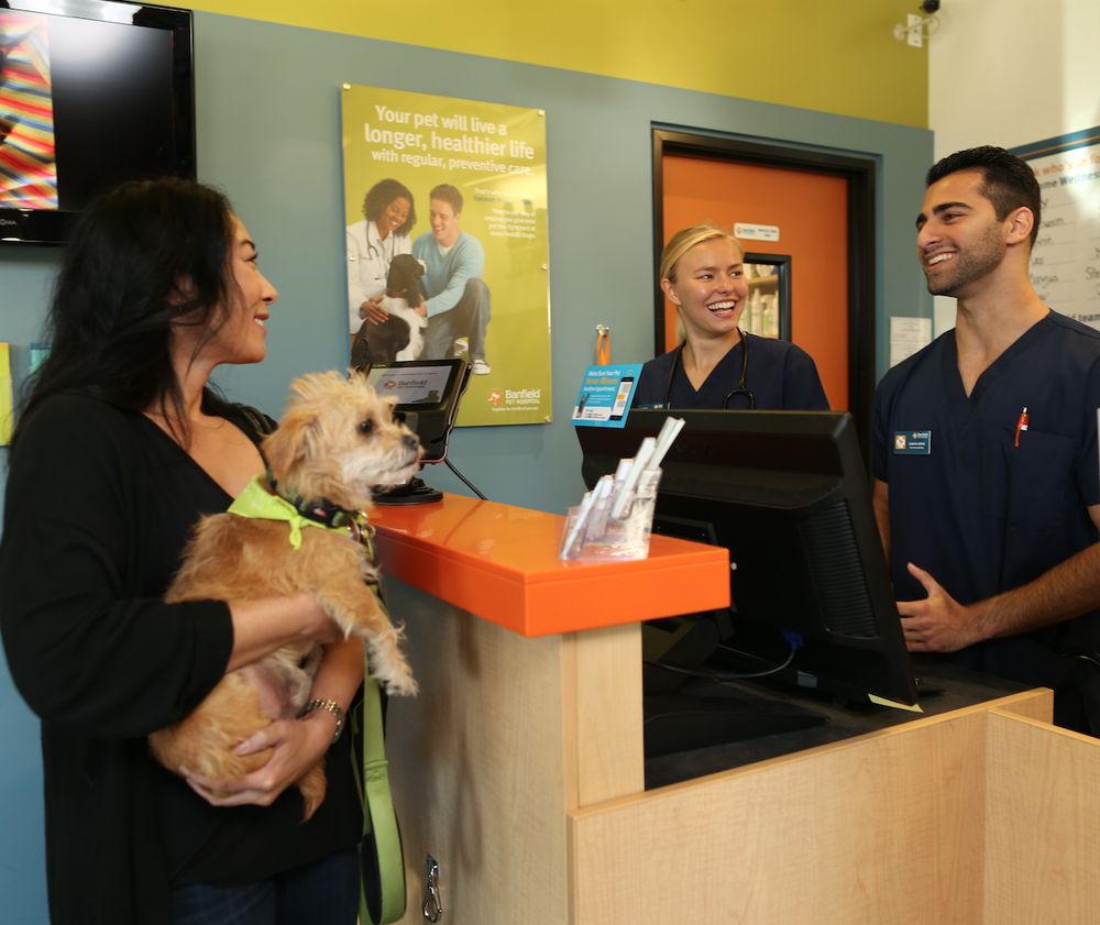 Banfield Pet Hospital 7290 W Bell Road Glendale Az 85308