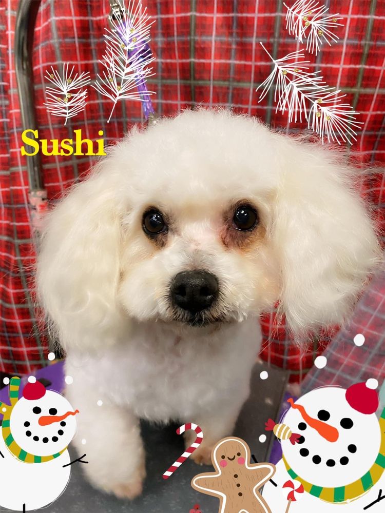 Rehoming Bichon Rescue Dog Breed Bichon Frise Rescue Dogs Bichon