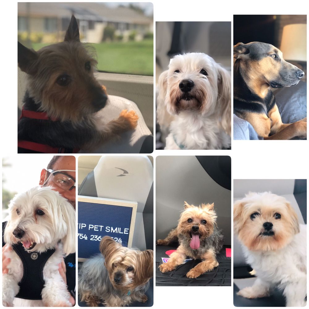Vip Pet Smile
