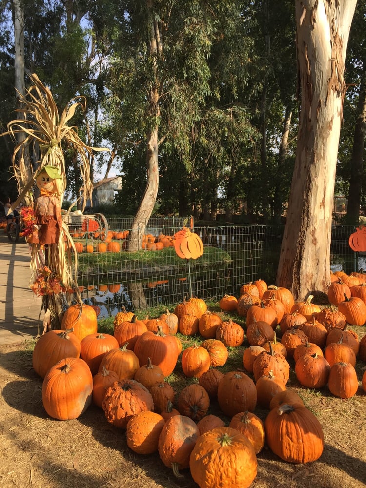 Banducci’s Family Pumpkin Patch 40 Photos & 10 Reviews Pumpkin