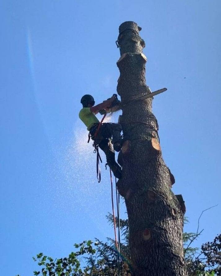 Matt Wild the Tree Guy