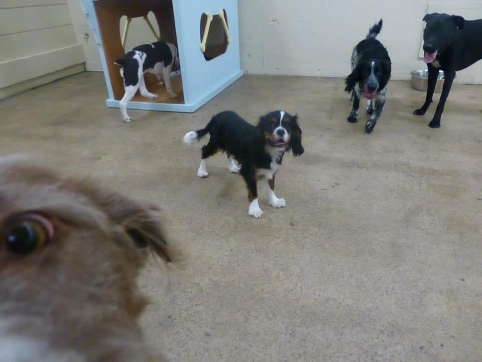 Woof Central Pet Boarding/Pet Sitting 6315 Penn Ave S Richfield