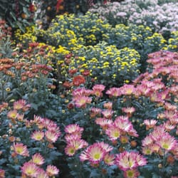 Chin Ling Nursery Landscaping 10 Bedok South Rd Siglap Photo Of Chin Ling Nursery Singapore Beautiful Chrysanthemum