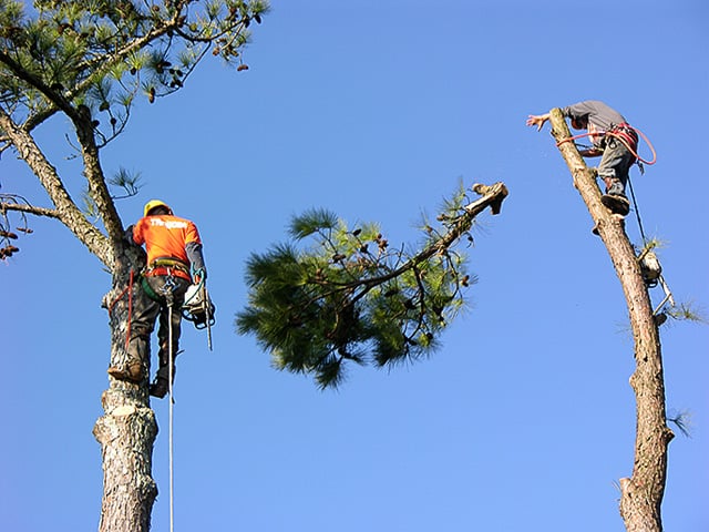 R & S Tree Service
