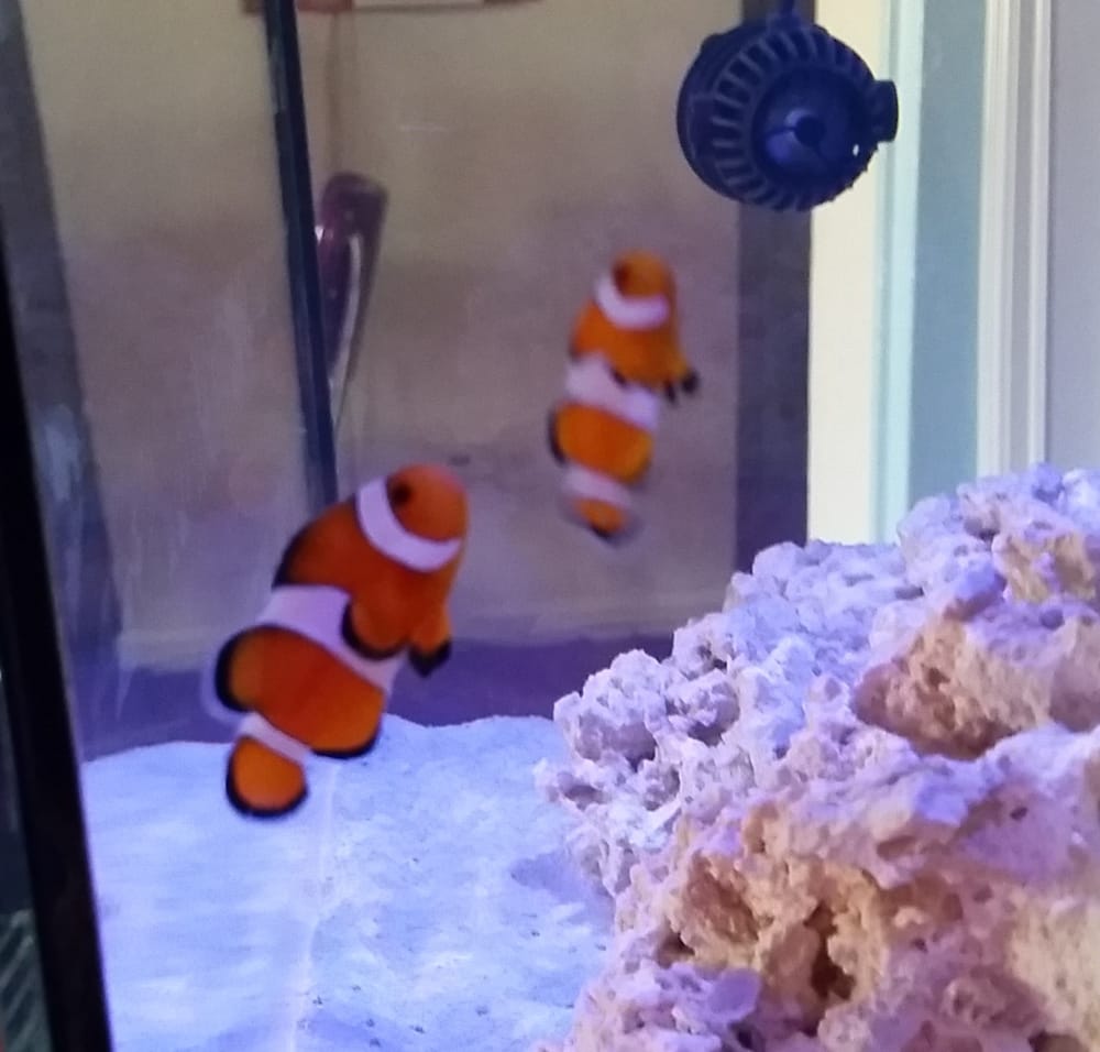 Reef eScape 19 Reviews Aquarium Services 11141 Lee Hwy, Fairfax