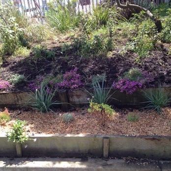 Cnl Native Plant Nursery 27 Photos Nurseries Gardening 254 Photo Of Cnl Native Plant Nursery Mill Valley Ca United States The