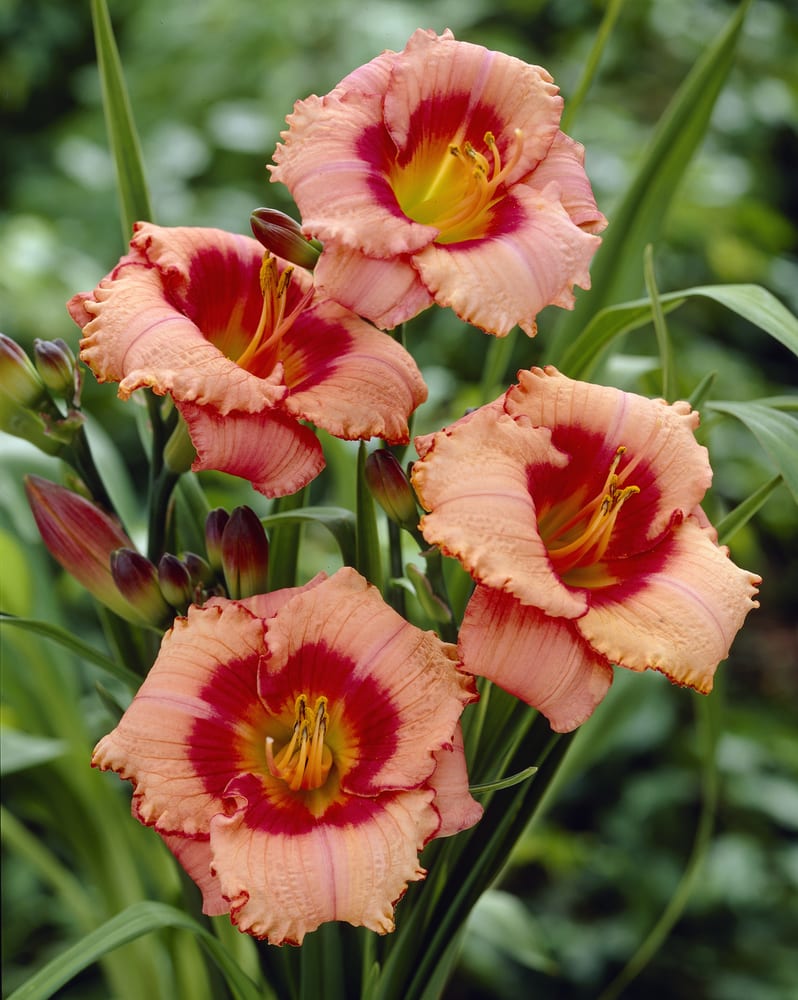 Amaryllis & Caladium Bulb Company