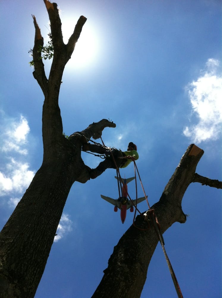 Arbor Source Professional Tree Care