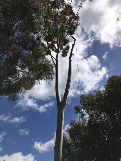 Adney Tree Service
